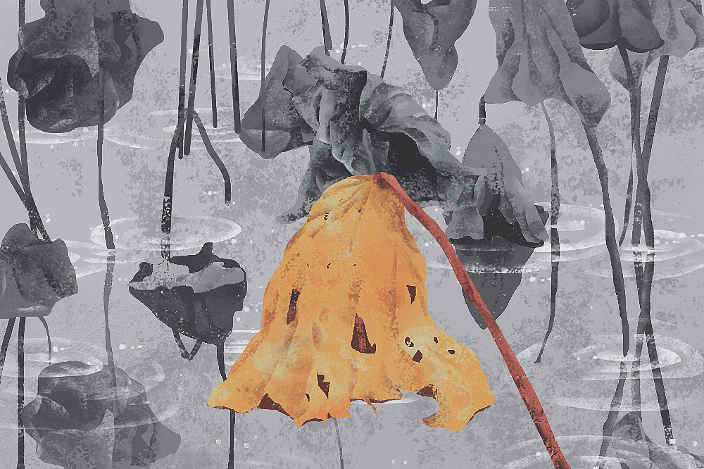 荷（图ZODk3MDk3MTI=） - 创作习作 - 站酷设计师怪咖的小时候原创素材 - 站酷ZCOOL