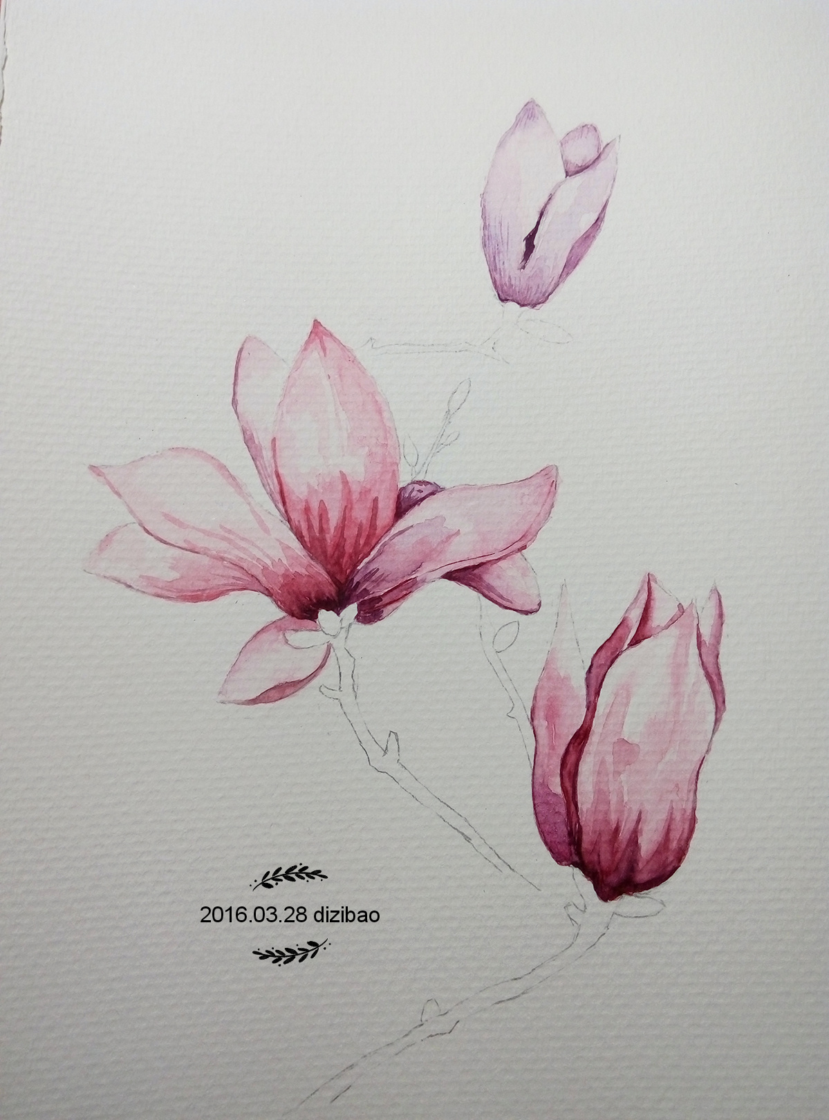临摹水彩粉色玉兰|纯艺术|绘画|dizibao - 原创作品 - 站酷 (zcool)