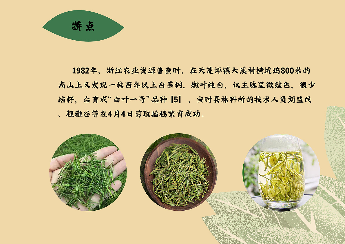 浙江湖州安吉白茶