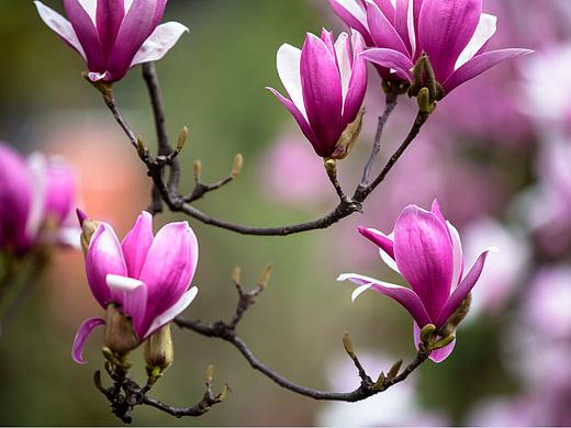 三月的花（个人主页-ZMjY1MzkzNDg=） - 风光摄影 - 站酷设计师PaiKe拍客摄影原创素材 - 站酷ZCOOL