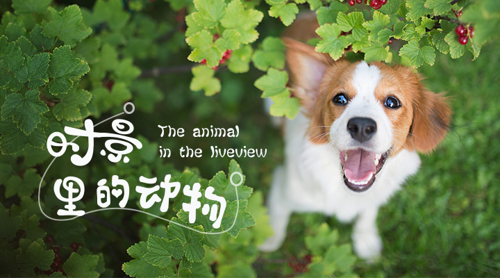 墨迹天气—活动/专题 运营banner