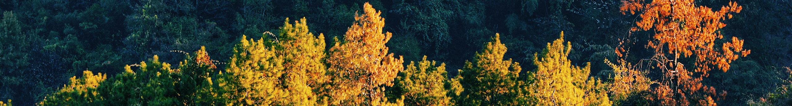 Doreenlin3的个人主页（封面预览） - 主页封面设置 - 站酷设计师Doreenlin3原创素材 - 站酷ZCOOL