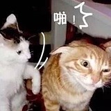 可爱的小蜘蛛的头像