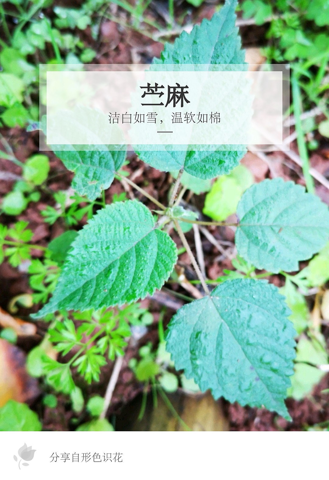 绿植花型一览（图ZMTM2MDM4ODk2） - 产品摄影 - 站酷设计师左I可原创素材 - 站酷ZCOOL