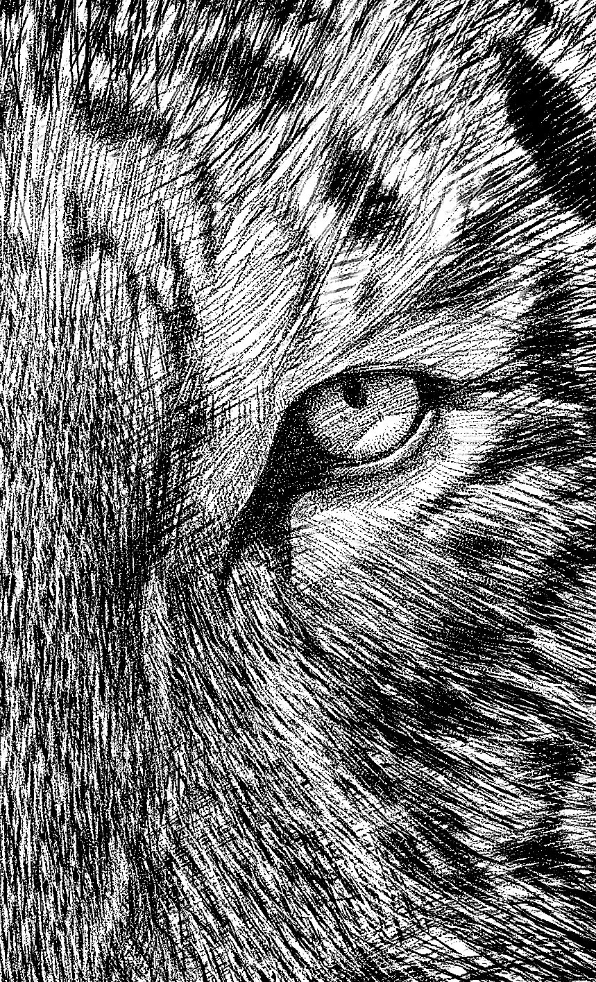 《大虎》——PS里面模拟针管笔素描