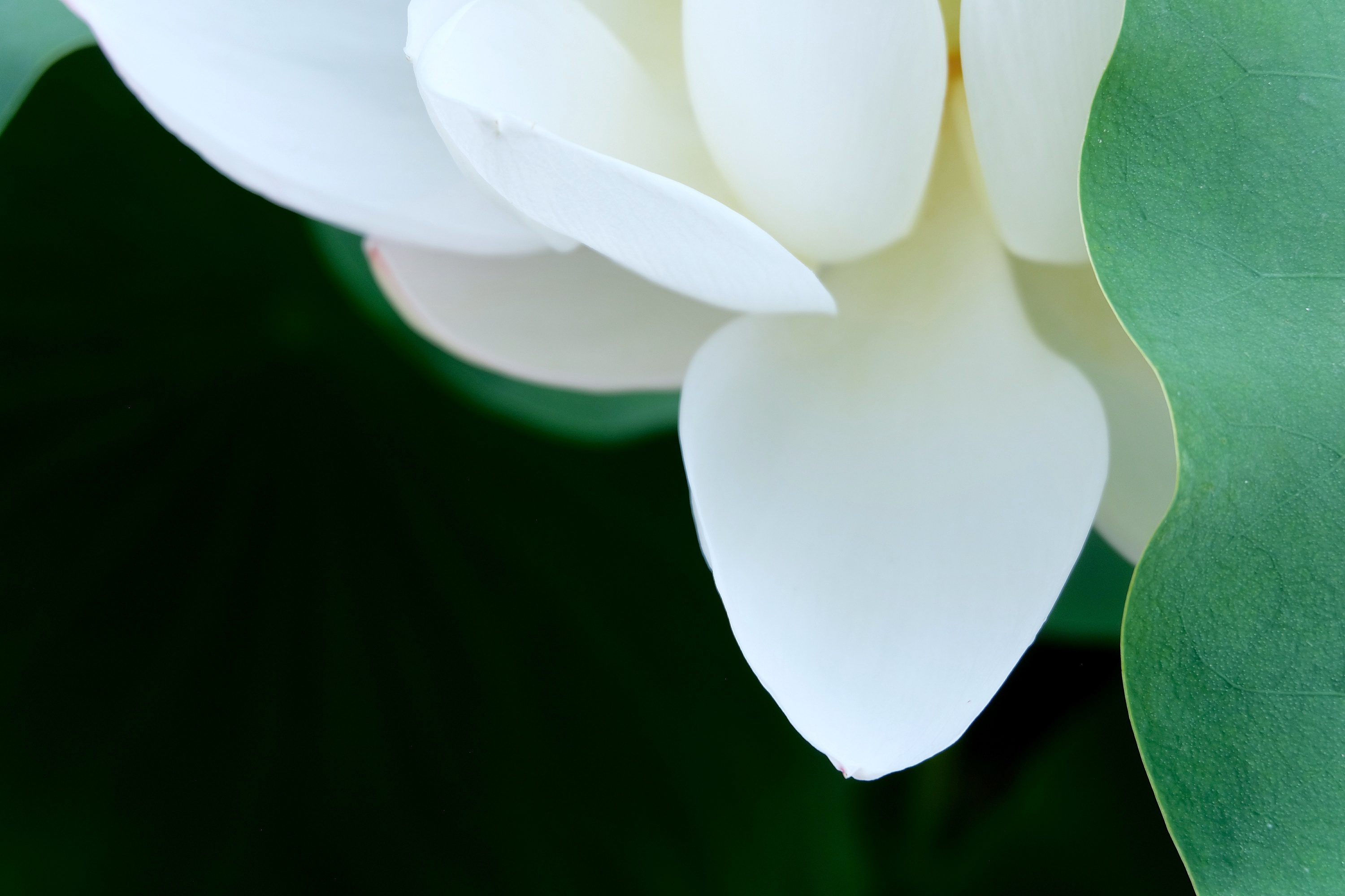 向往一抹清凉生活是平平淡淡的美好