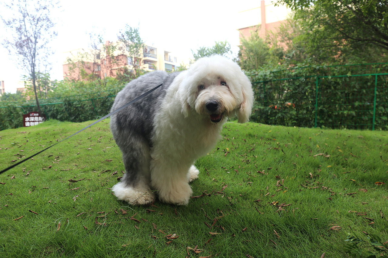 他五岁了（图ZNjUwMjM2NTY=） - 宠物摄影 - 站酷设计师芥末小E原创素材 - 站酷ZCOOL