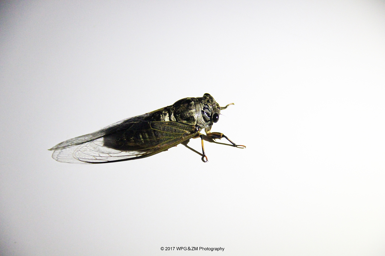 《 今夏の蝉 》