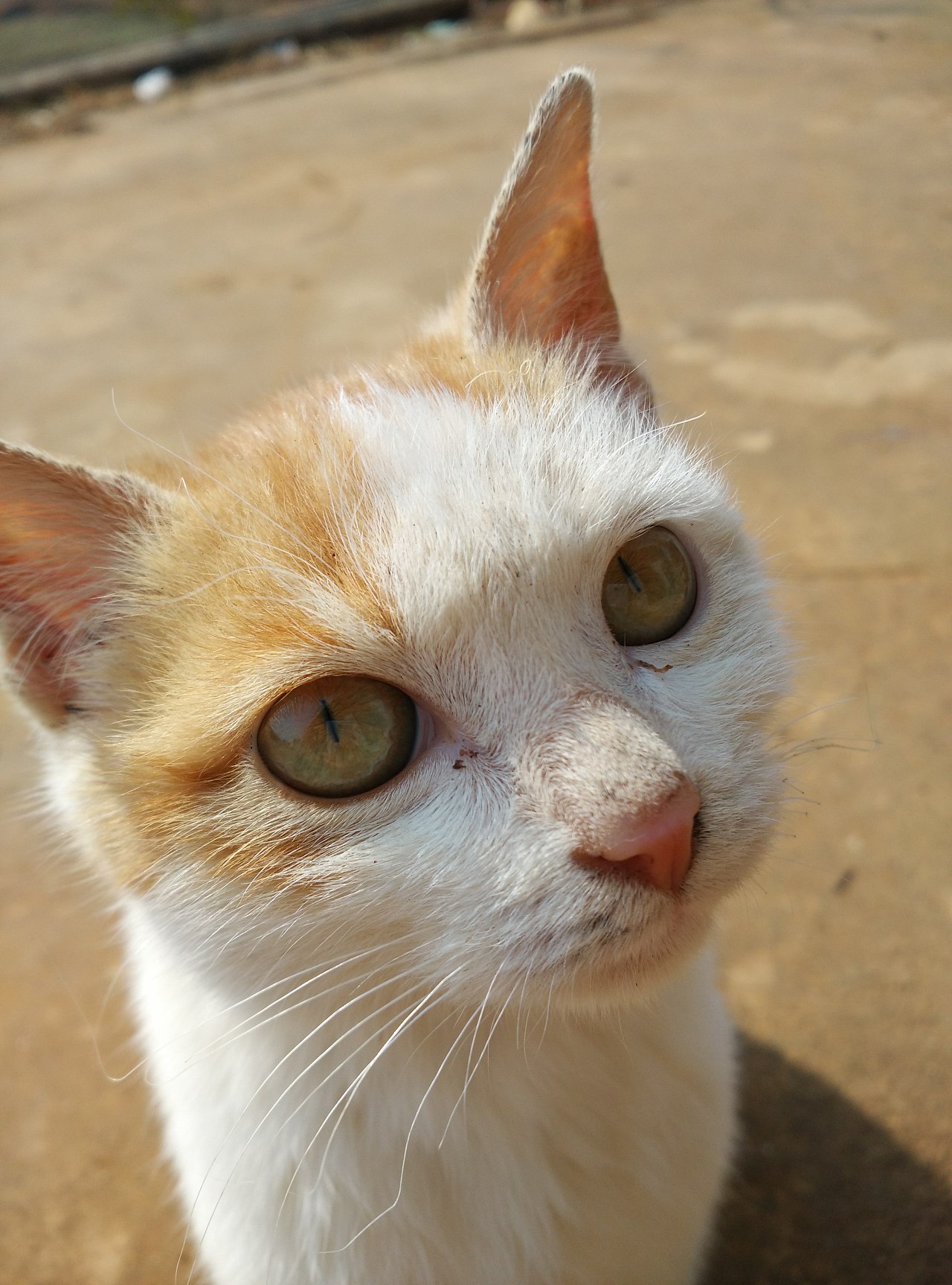 田园猫