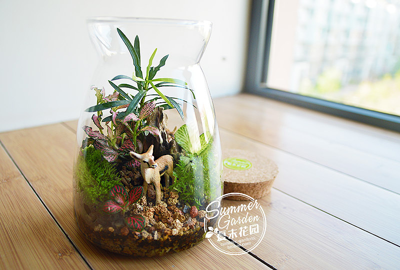 把梦境装进瓶子 绿植手作之羚羊艾玛--《夏末花园成长日记》