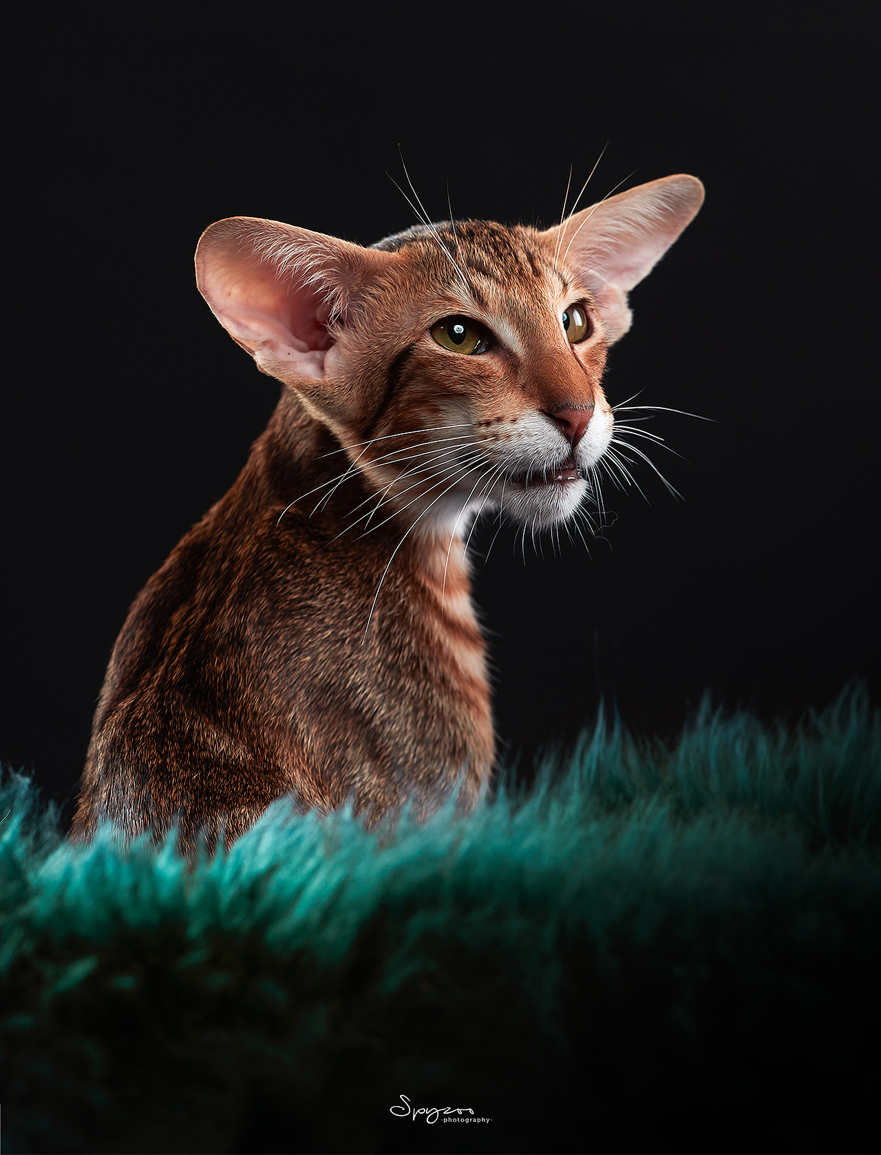 东方短毛猫天津影棚拍攝九月