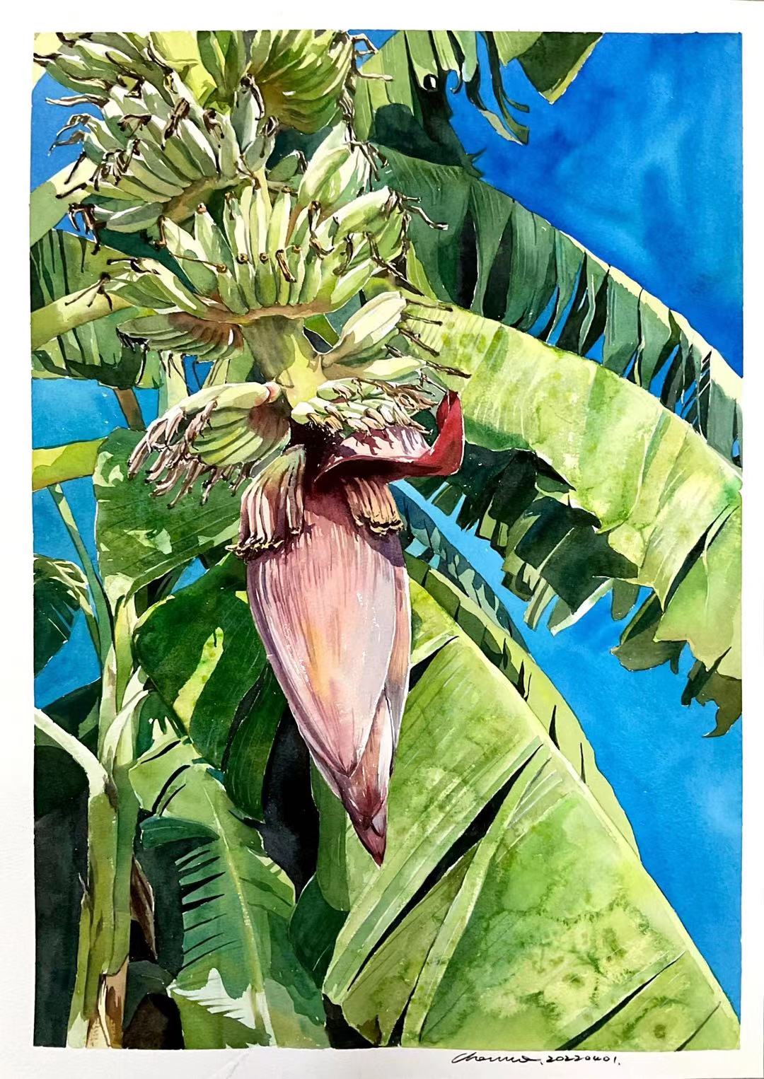 香蕉树的画法图片