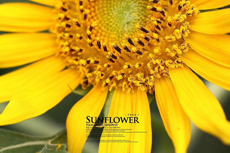《向日葵的纹样》