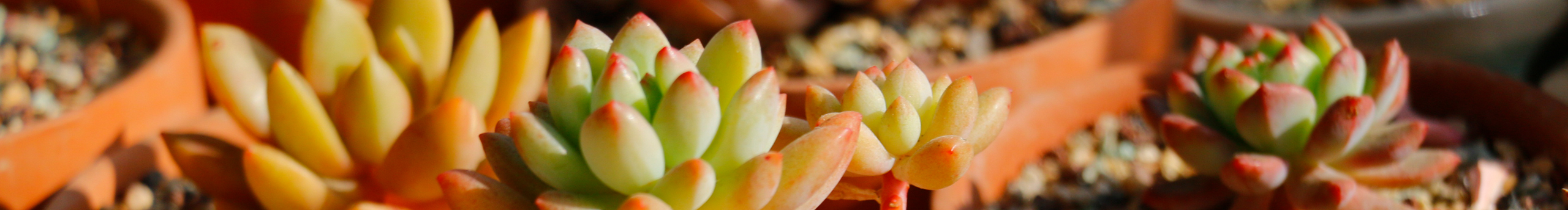 糖醋鲶鲶的个人主页（封面预览） - 主页封面设置 - 站酷设计师糖醋鲶鲶原创素材 - 站酷ZCOOL