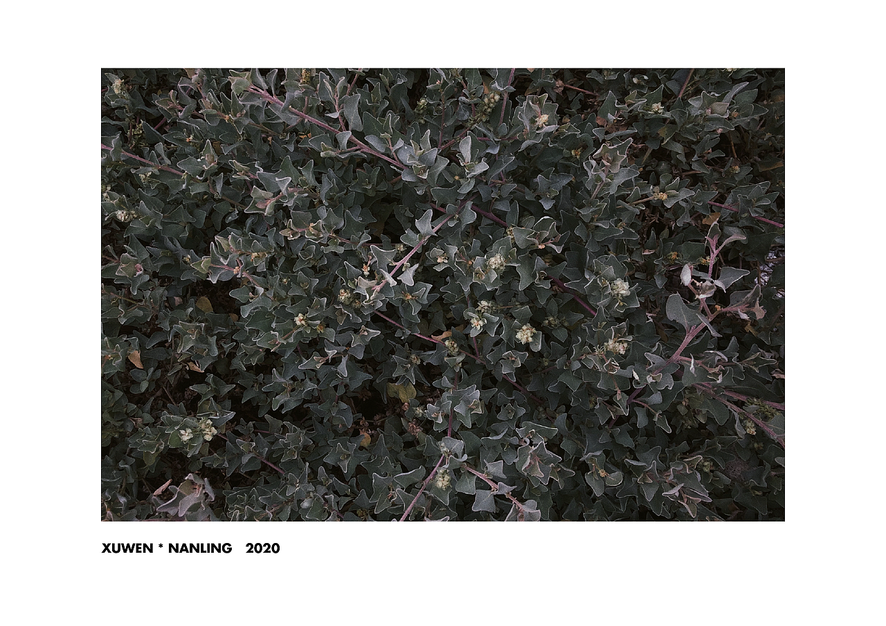 来自2020的手机摄影总结（图ZMjM4OTIzNzAw） - 人文/纪实摄影 - 站酷设计师霖马桶原创素材 - 站酷ZCOOL