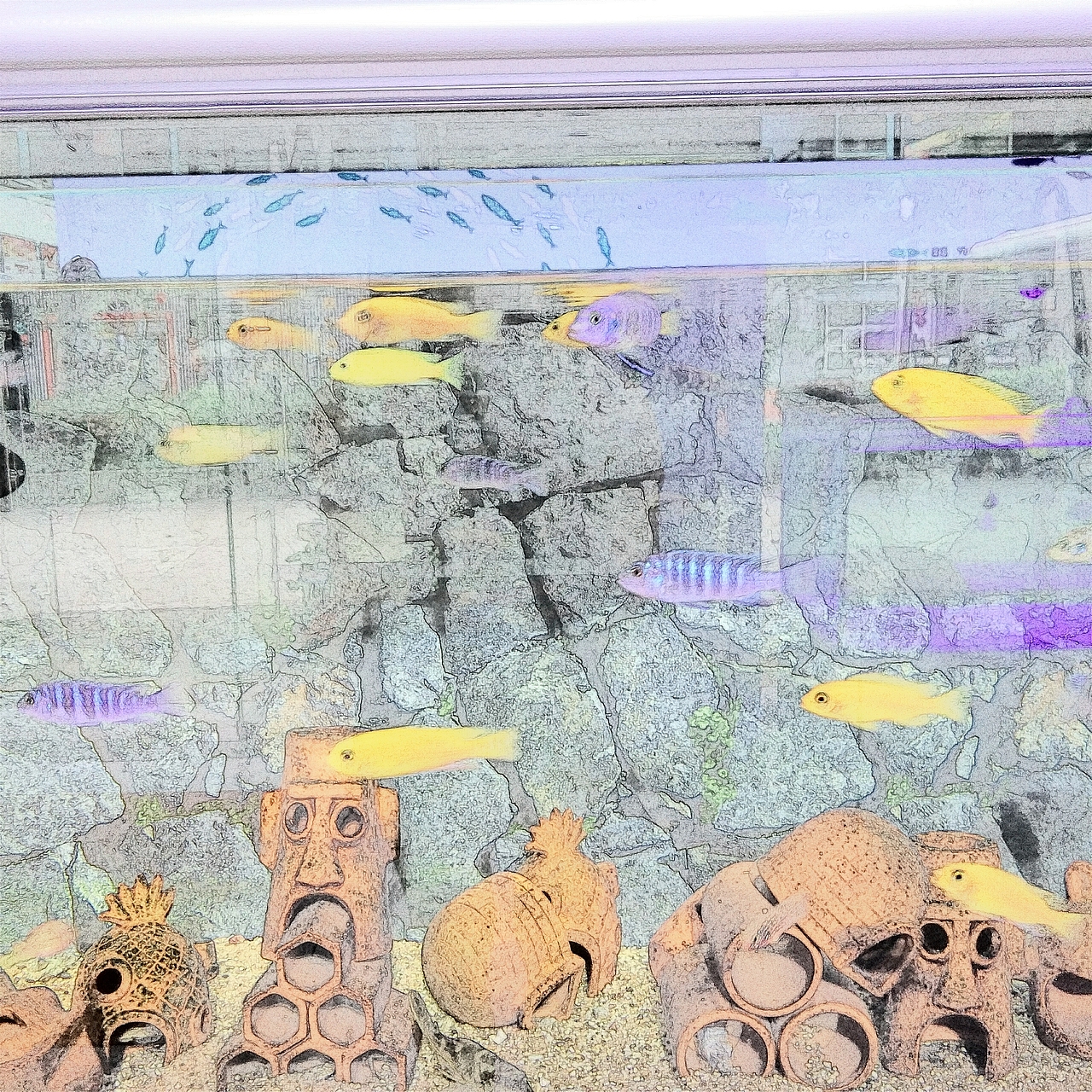 鱼（图ZMTIwMDA3MjA0） - 宠物摄影 - 站酷设计师树据库原创素材 - 站酷ZCOOL