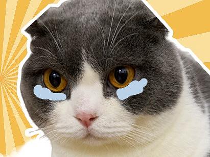 猫咪公众号封面临摹