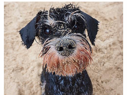 狗年大吉（个人主页-ZMjYzMzAzODg=） - 宠物摄影 - 站酷设计师meillt原创素材 - 站酷ZCOOL