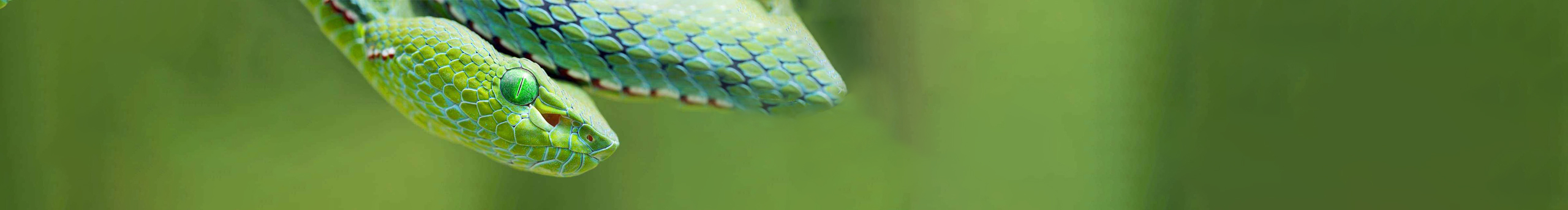 莽山烙铁头的个人主页（封面预览） - 主页封面设置 - 站酷设计师莽山烙铁头原创素材 - 站酷ZCOOL