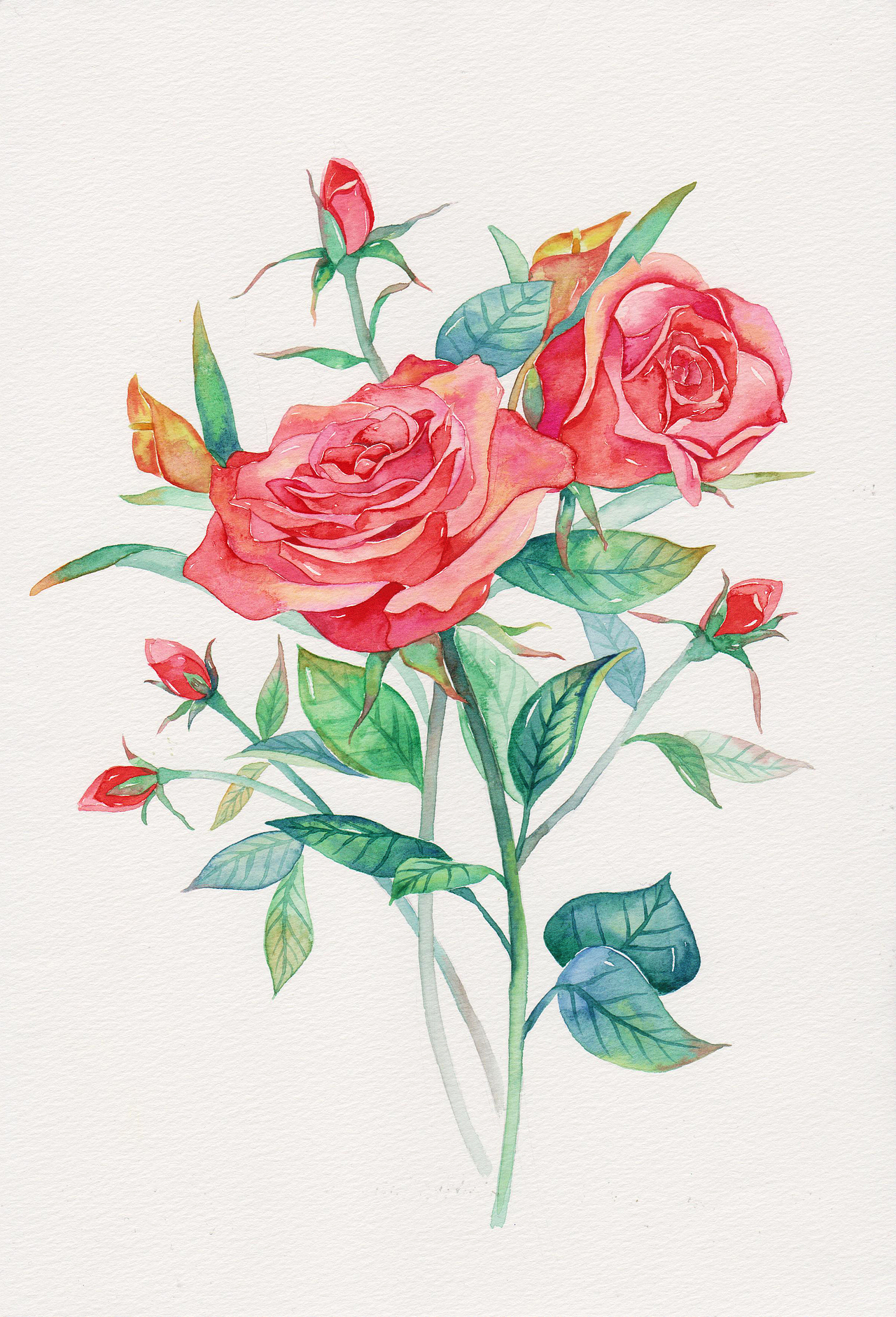 三木花草（小過程4）—玫瑰（圖ZNDU5NzM0MTY=） - 商業(yè)插畫 - 站酷設(shè)計(jì)師吳都Jasmine原創(chuàng)素材 - 站酷ZCOOL