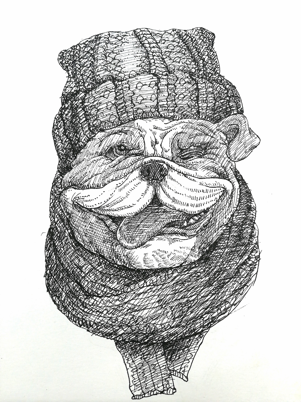 沙皮狗临摹|插画|创作习作|turnin绘_临摹作品-站酷zcool