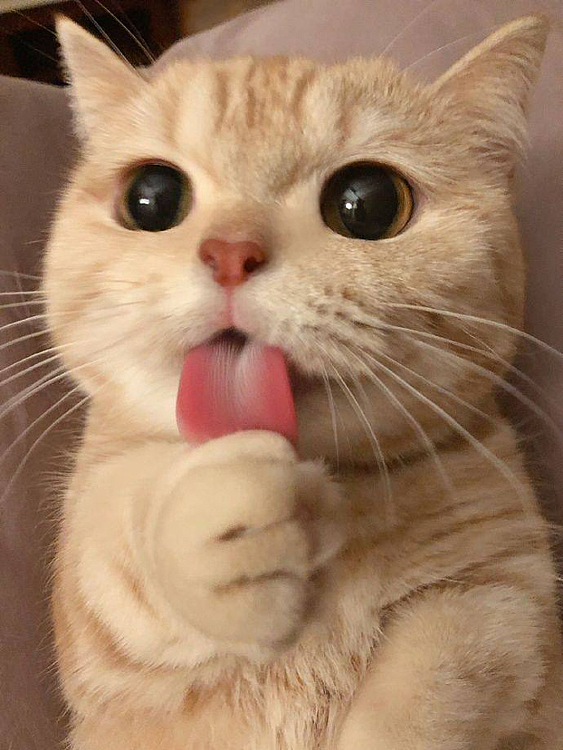 额可爱滴小喵啊~~