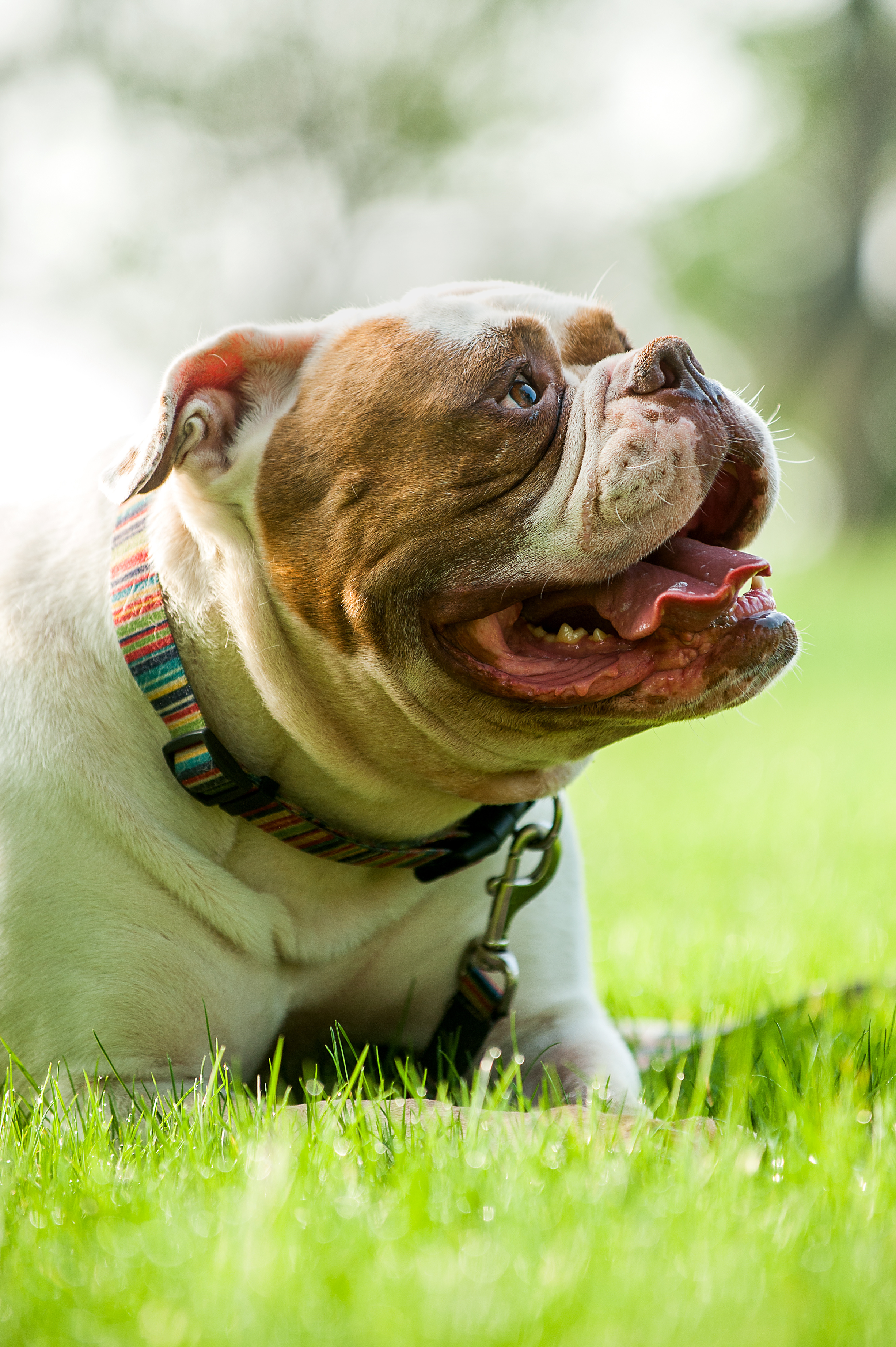 年迈的美牛——白兰地