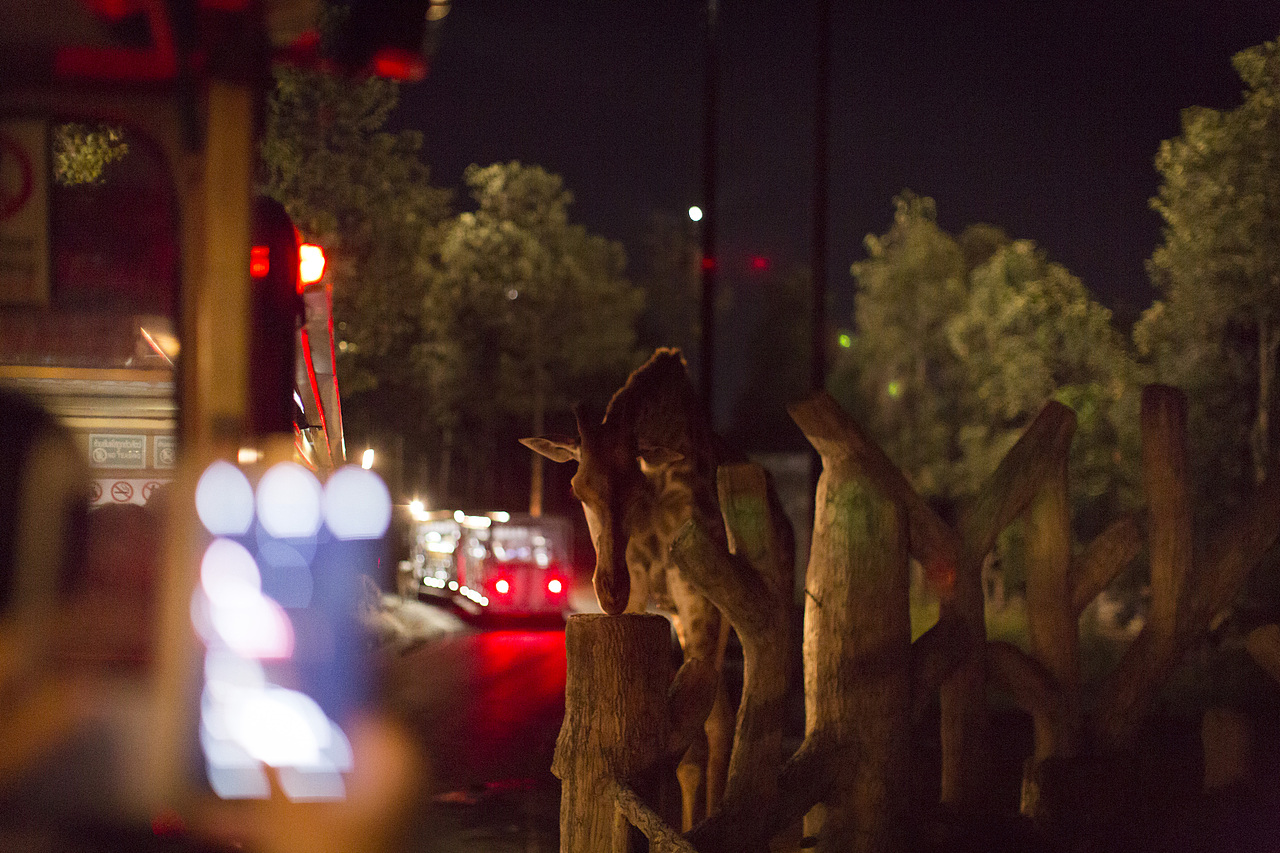 泰国旅拍_Day3_2_夜间动物园（图ZOTM3ODU3OTI=） - 人文/纪实摄影 - 站酷设计师楦梓原创素材 - 站酷ZCOOL