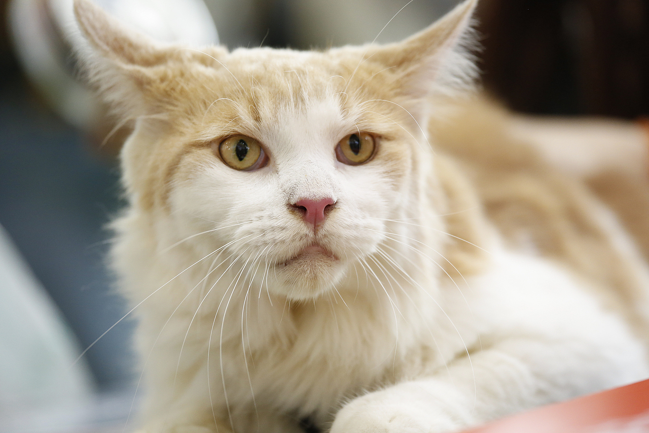 2019年5月广州琶洲华南宠物用品展