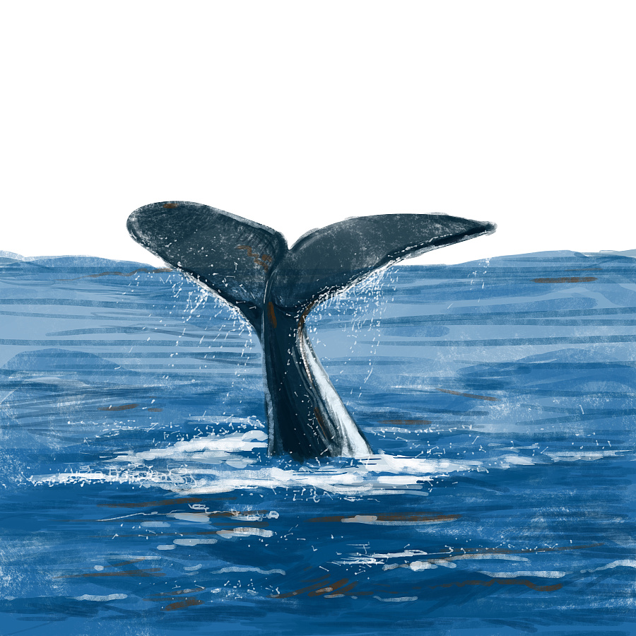 原创作品:座头鲸