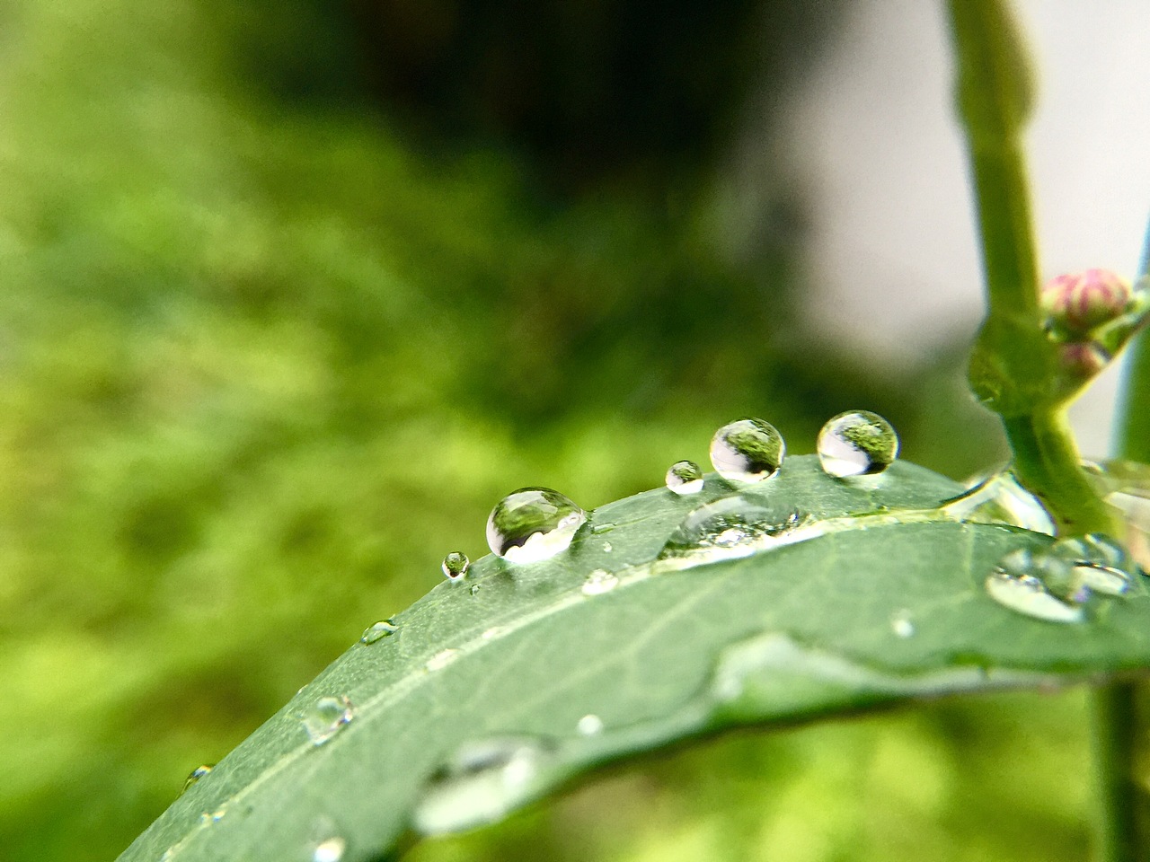 2017.10.16 当雨水落在绿叶上