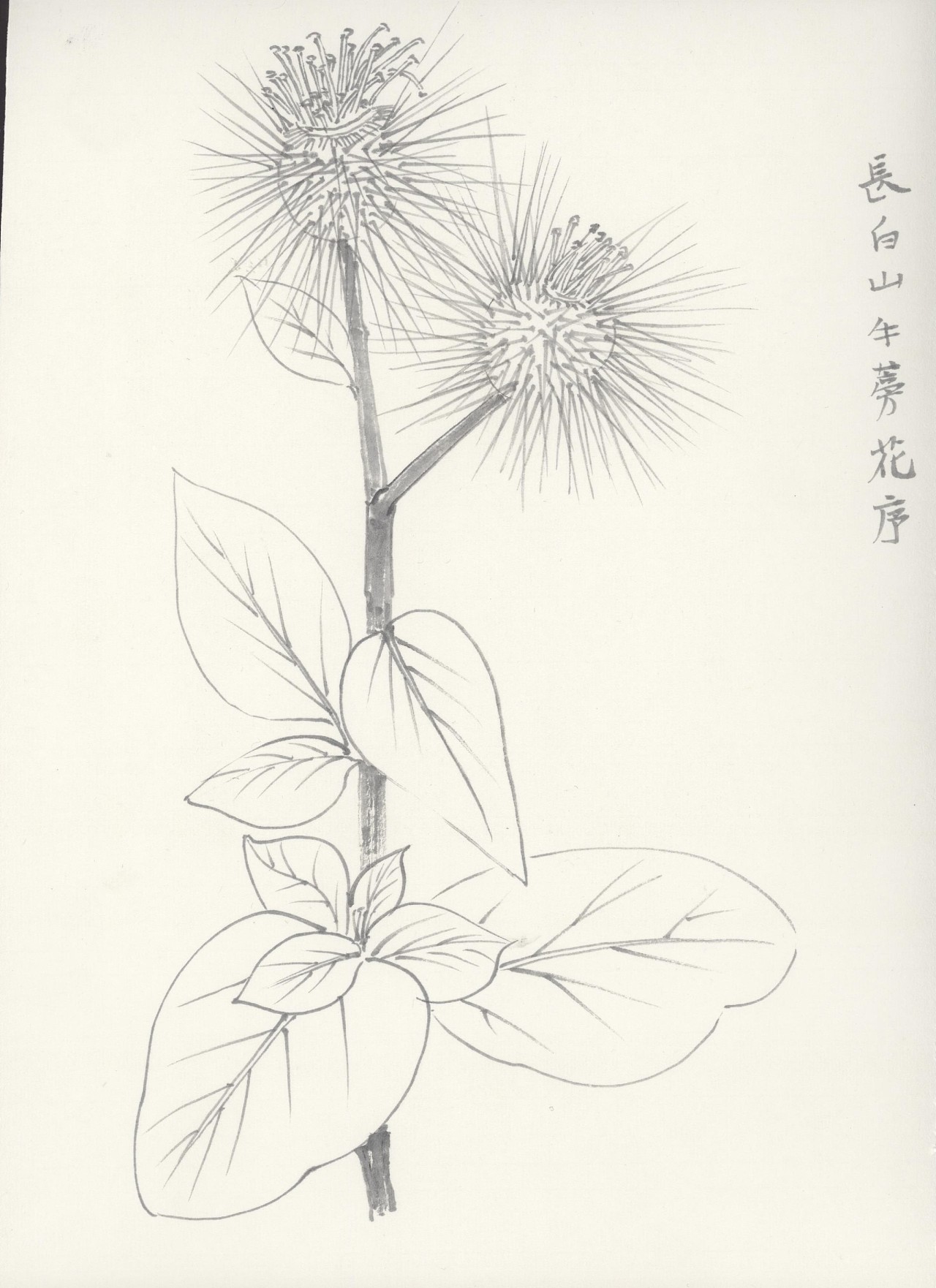 白描-长白山植被-23-44