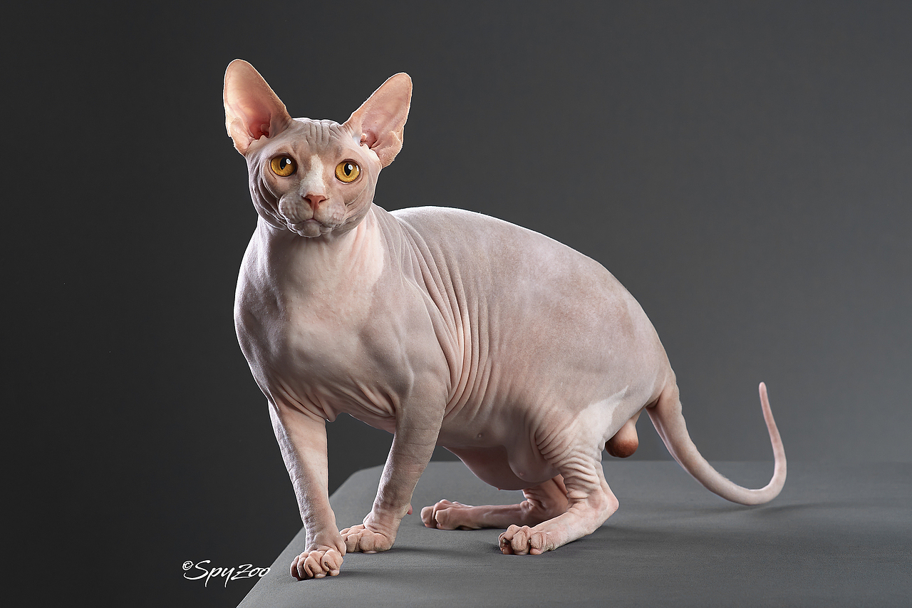 SPYZOO猫赛猫照片之「斯芬克斯无毛猫」（图ZMTY0MDc1Nzcy） - 宠物摄影 - 站酷设计师spyzoo原创素材 - 站酷ZCOOL