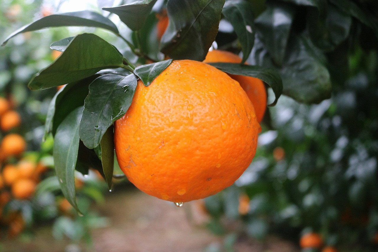 武鸣沃柑 老男人果品