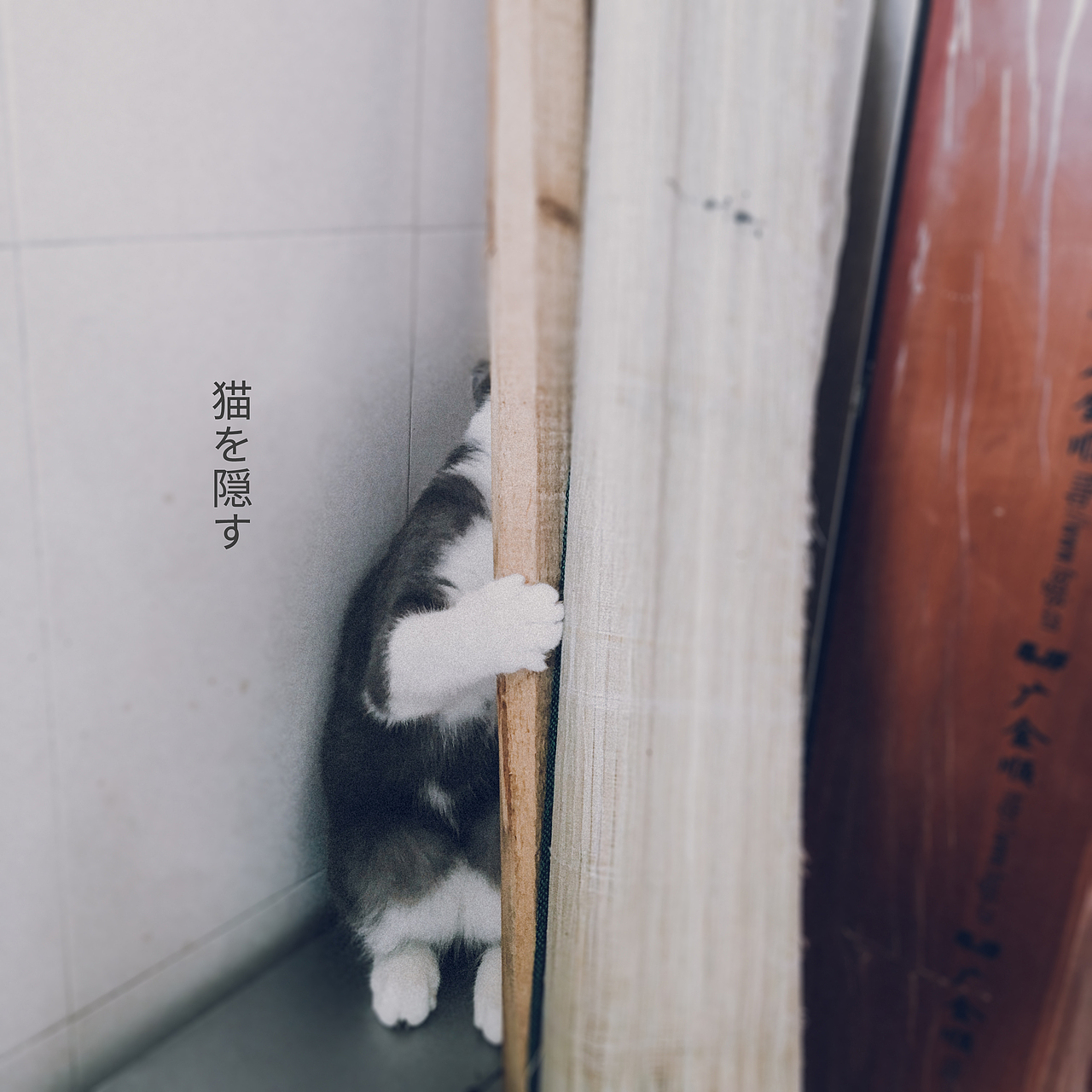 大利&小腚（图ZMTM2ODQ4NzEy） - 宠物摄影 - 站酷设计师iuji太阳原创素材 - 站酷ZCOOL