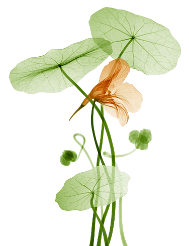 PNG作品 植物 绿叶 盆栽 花卉 芭蕉叶 芦荟 装饰元素（图ZMTc5MzI1MjY0） - 其他 - 站酷设计师青柠味原创素材 - 站酷ZCOOL