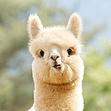 AlpacaTang的头像