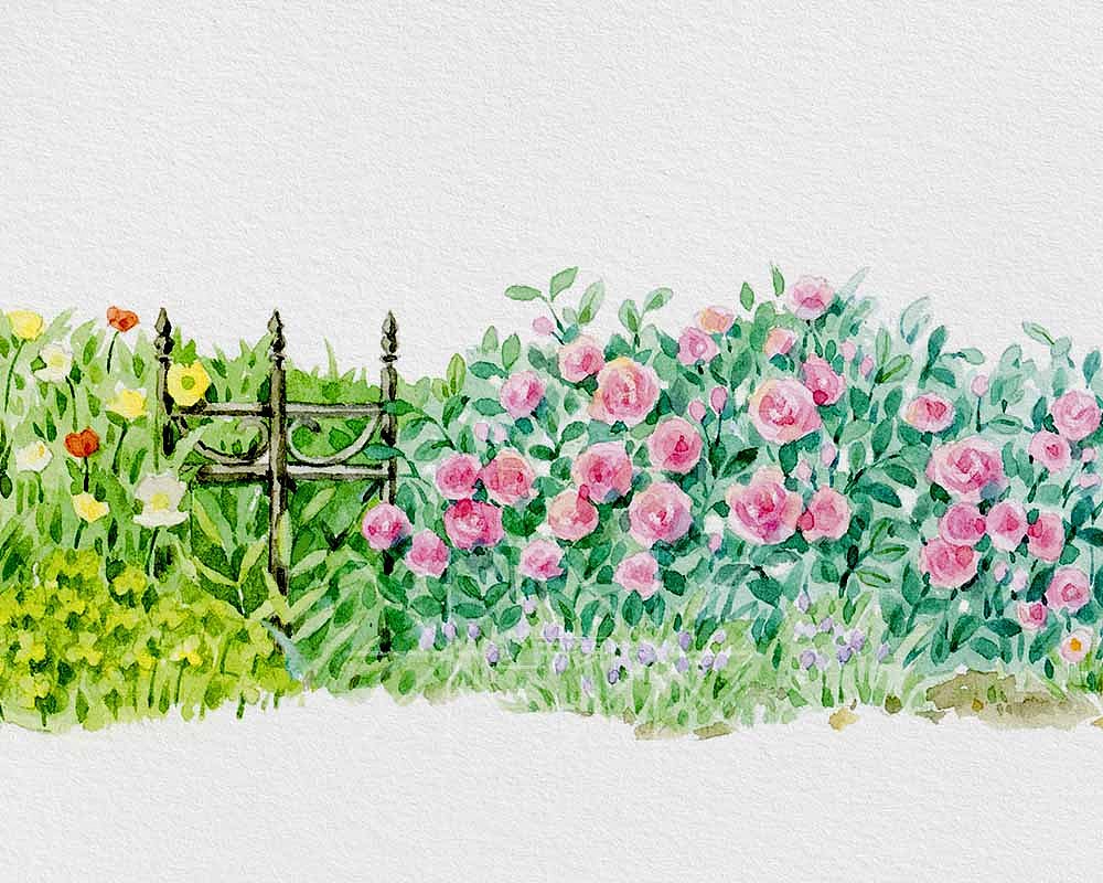 花园小路|插画|商业插画|玉米呀yumia_原创作品-站酷zcool