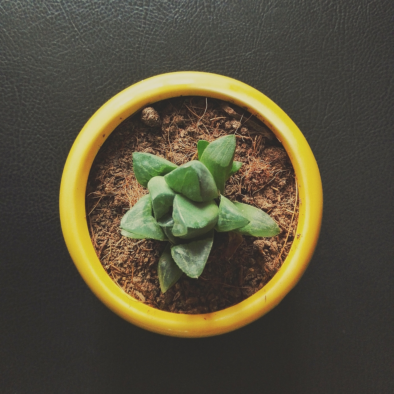 生活中的点滴-手机摄影