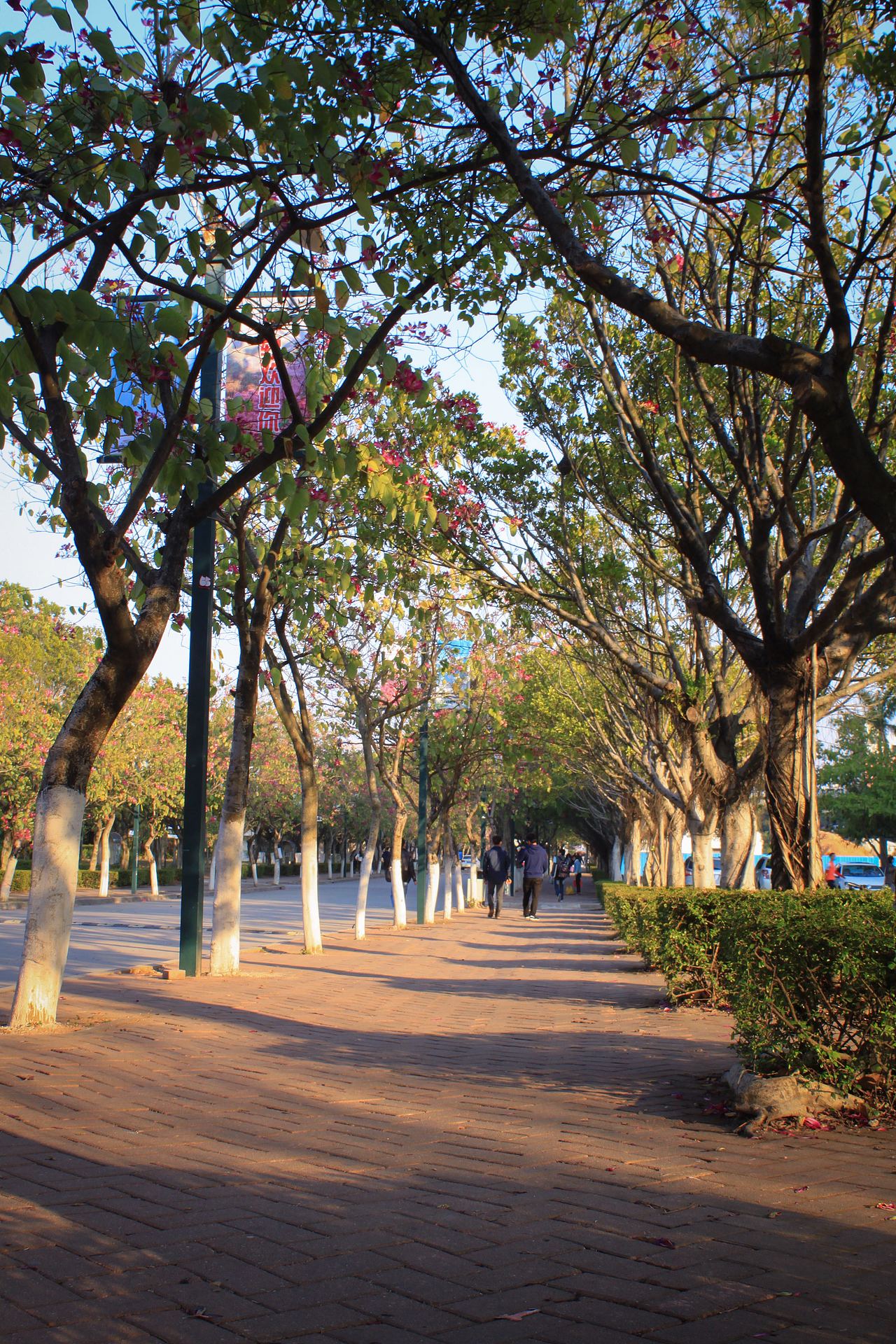 广州大学华软软件学院丝木棉盛开