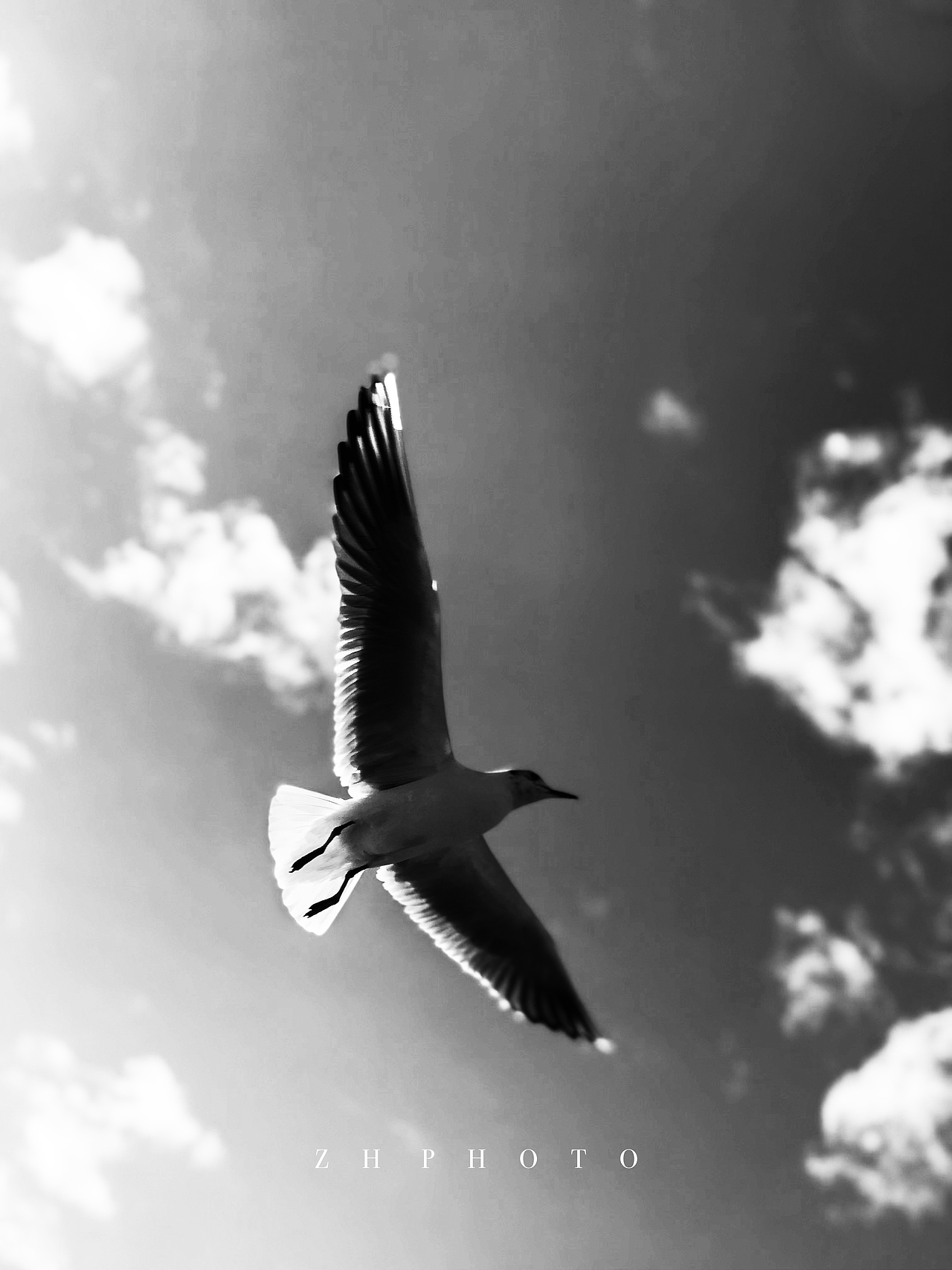 大理红嘴鸥手机拍摄（图ZMTk1NzI3Njg4） - 宠物摄影 - 站酷设计师MM函原创素材 - 站酷ZCOOL