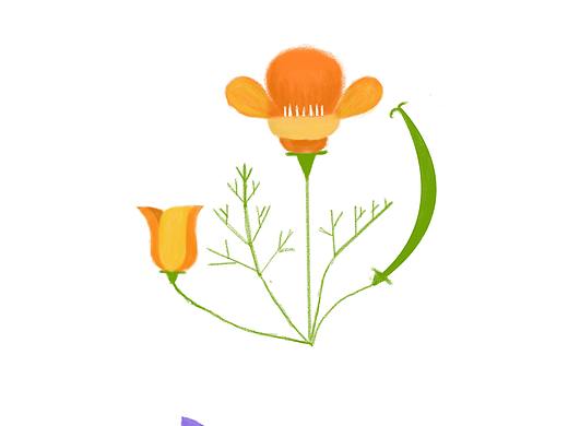 临摹一组花