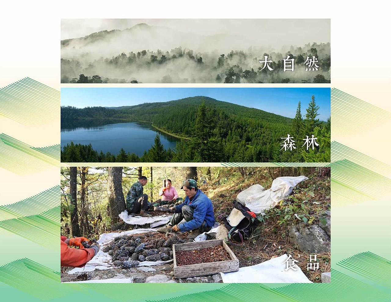 天然林场 品牌设计 VI设计 网站设计（图ZMjQ2MDU0MzY0） - 品牌 - 站酷设计师翎鹿品牌设计公司原创素材 - 站酷ZCOOL