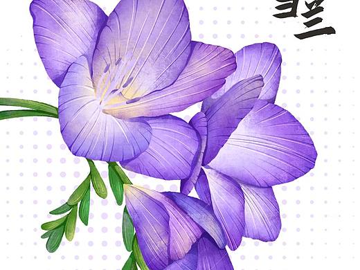 手绘扁平肌理插画｜香雪兰