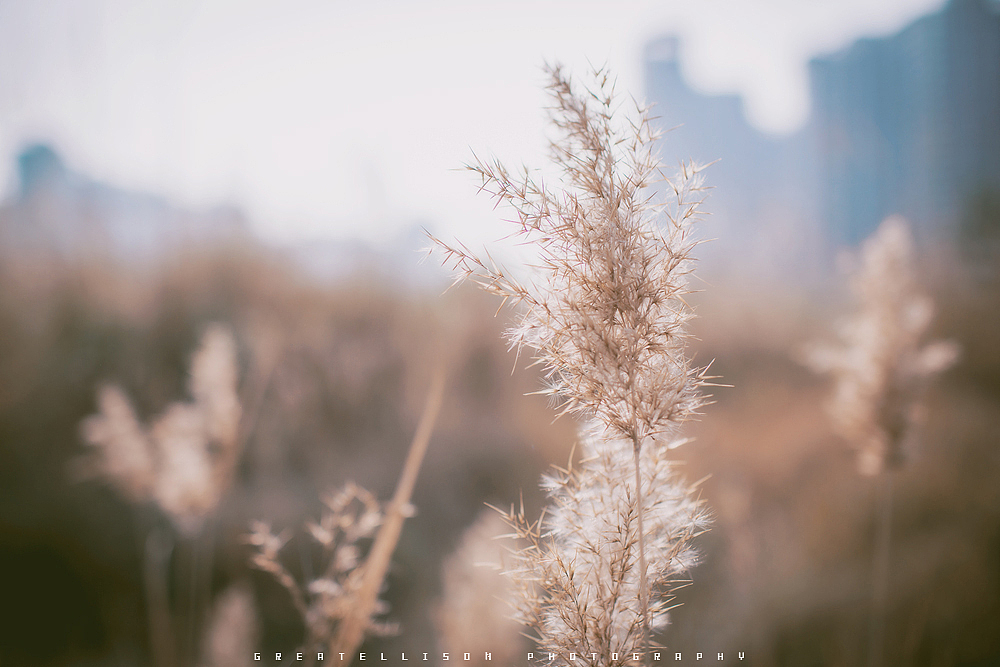 梦里不知身是客