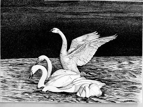 钢笔画《五朵金花》