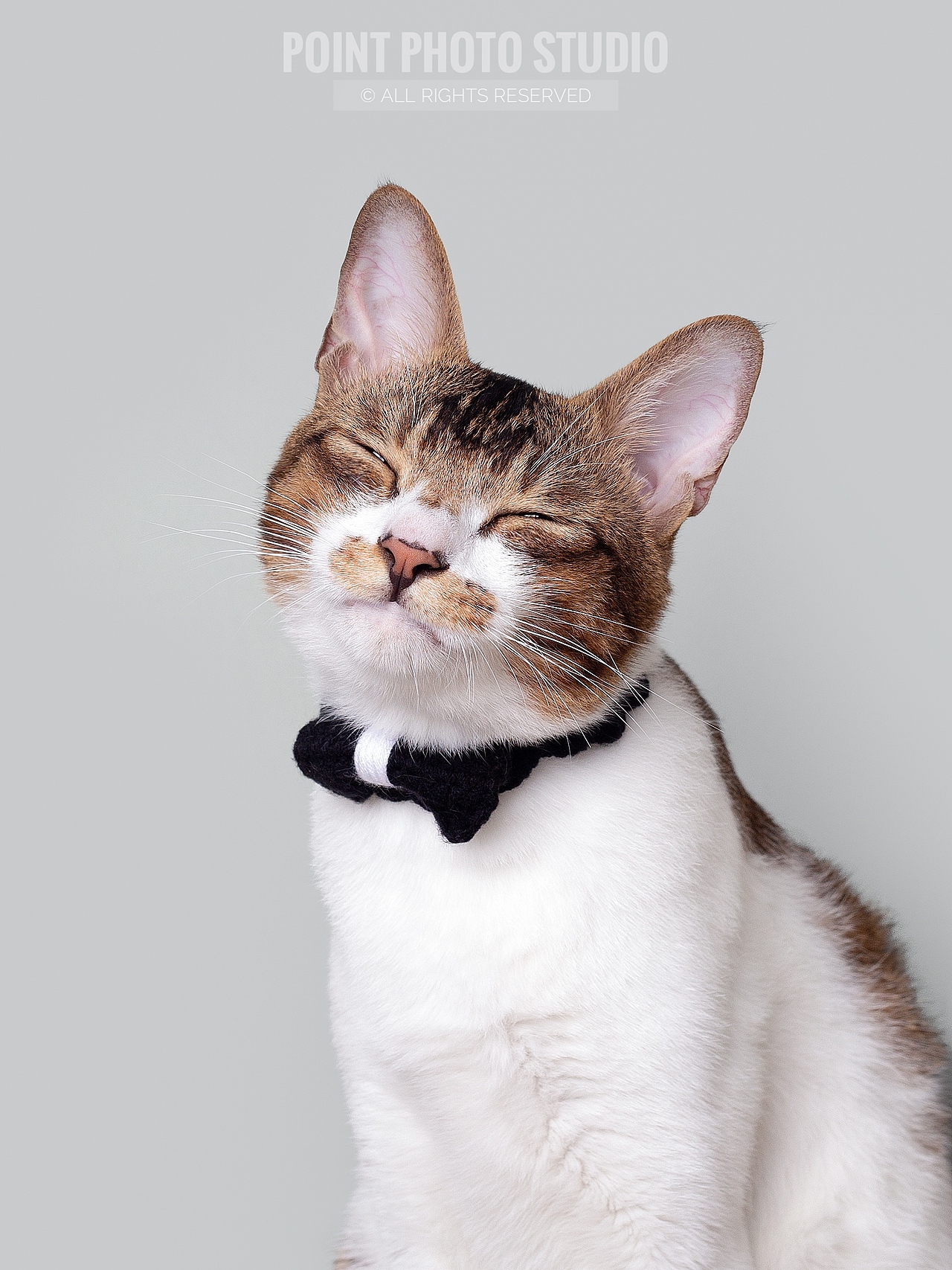 【宠物摄影】表情帝的show time（图ZMzE0MzAwNzI4） - 宠物摄影 - 站酷设计师Pointphoto原创素材 - 站酷ZCOOL