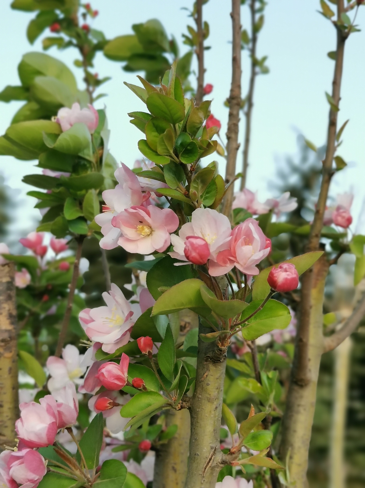 /春暖花开/