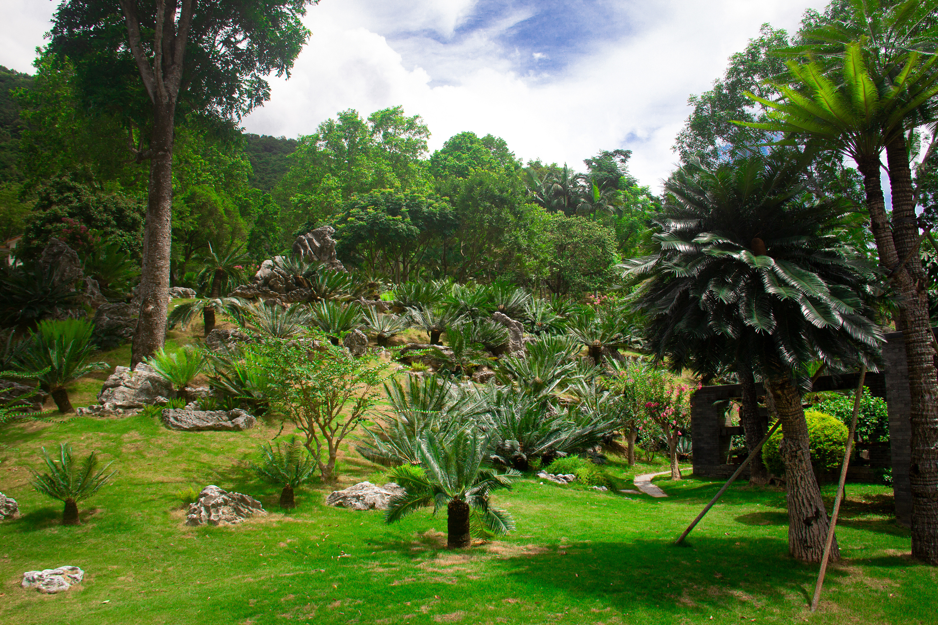个人室外摄影-"深圳仙湖植物园"