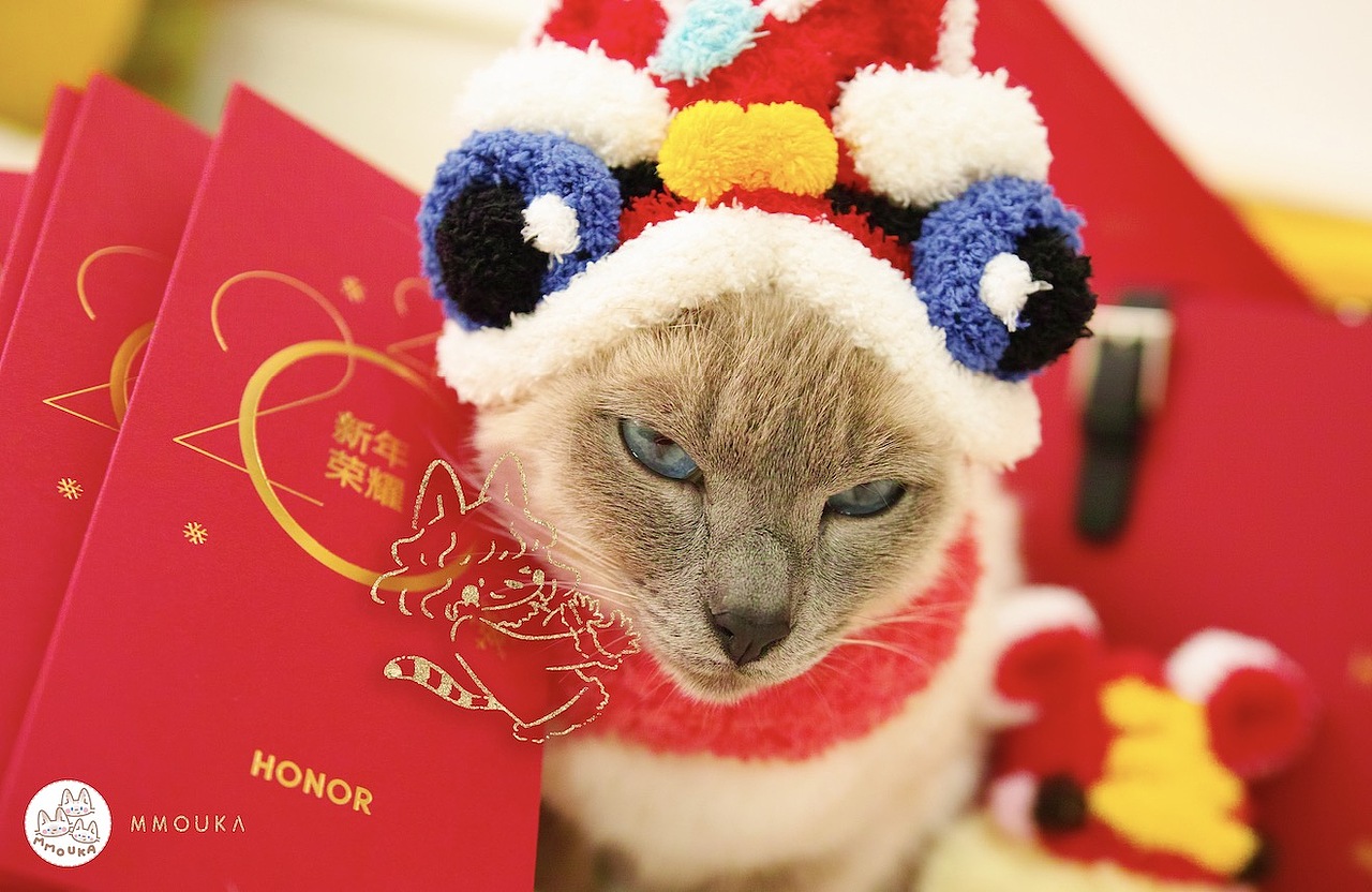 【新年快乐】傻猫们祝大家新年快乐恭喜发大财~